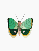 Load image into Gallery viewer, Fern Striped Butterfly
