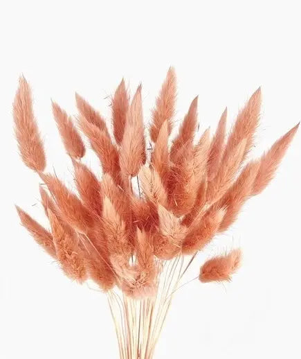 White Bunnytails Dried Floral: Dusty rose