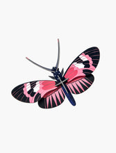 Load image into Gallery viewer, Longwing Butterfly

