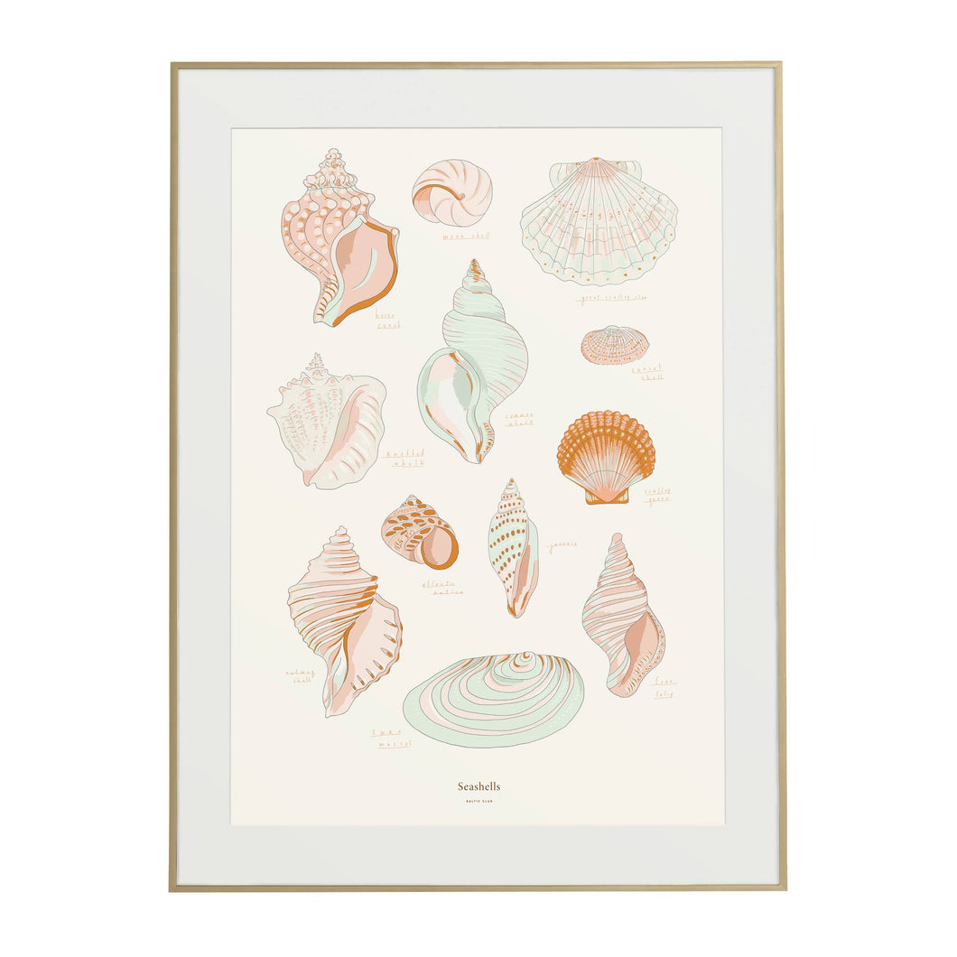 Seashells Art Print - 12x18