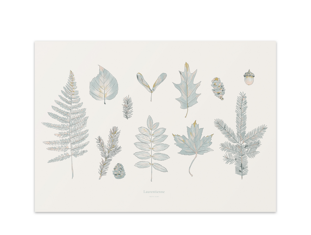 Laurentian Forest Art Print