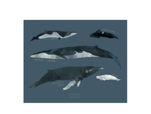 Load image into Gallery viewer, Whales Chart Art Print
