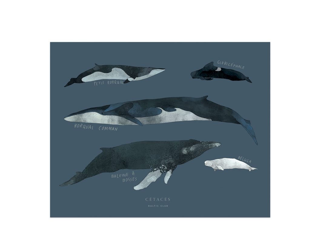 Whales Chart Art Print